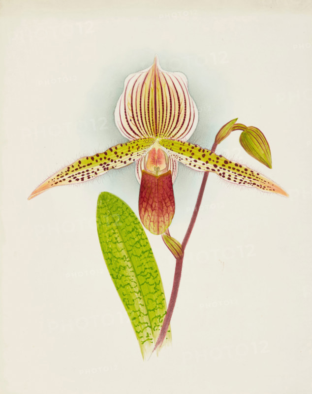 Orchid: Cypripedium Shilianum, 1907. Creator: Frederick William Bolas.