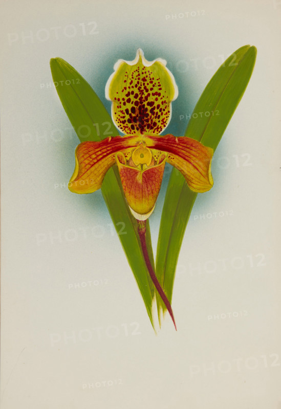 Orchid: Cypripedium, 1907. Creator: Frederick William Bolas.