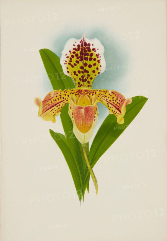 Orchid: Cypripedium, 1907. Creator: Frederick William Bolas.