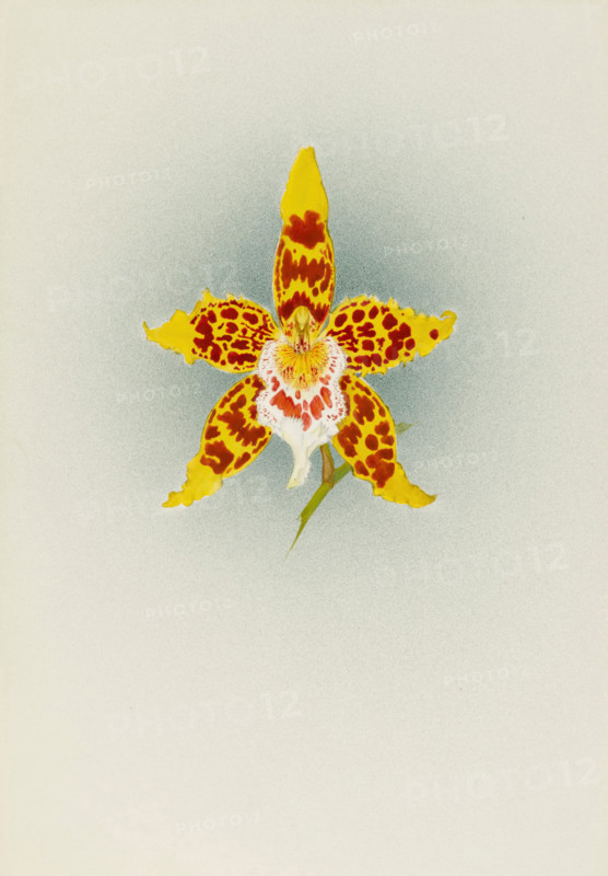 Orchid: Odontoglossum Crawshayanum, 1908. Creator: Frederick William Bolas.