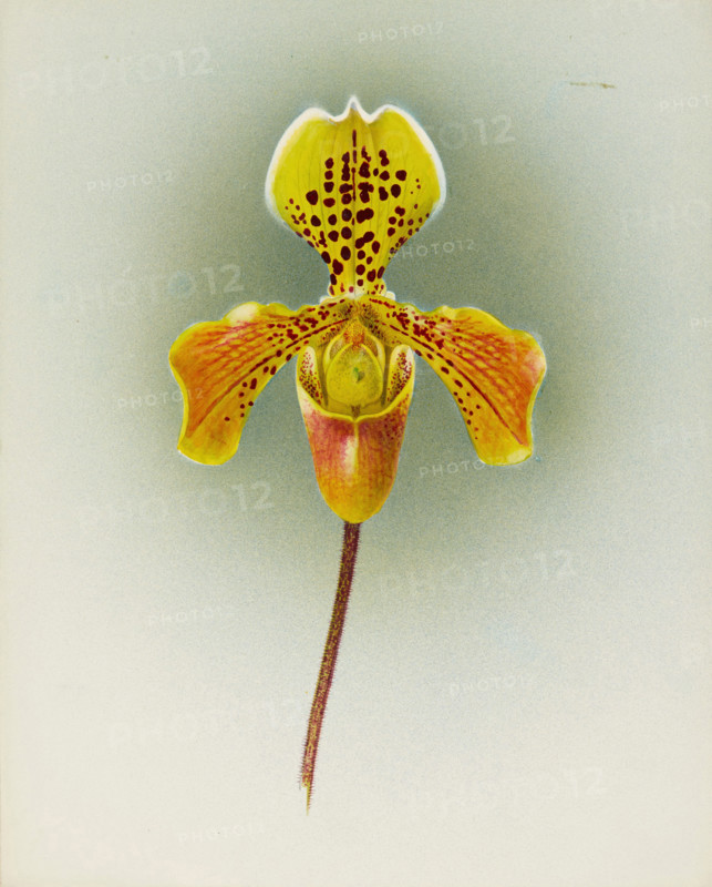 Orchid: Cypripedium George Moore, 1910. Creator: Frederick William Bolas.