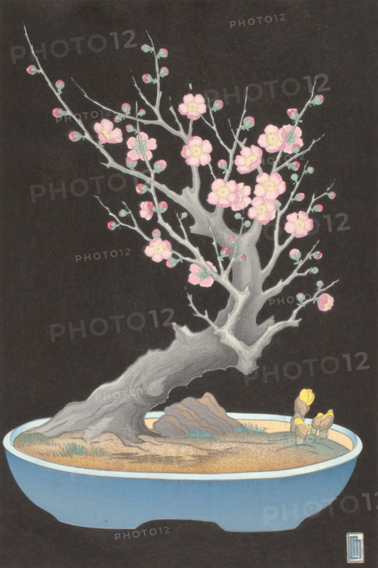 Japanese Dwarf Plum, 1928. Creator: Lillian May Miller.