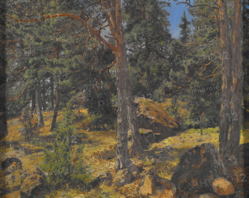 A Fir Bank, date unknown. Creator: Gottfrid Kallstenius.