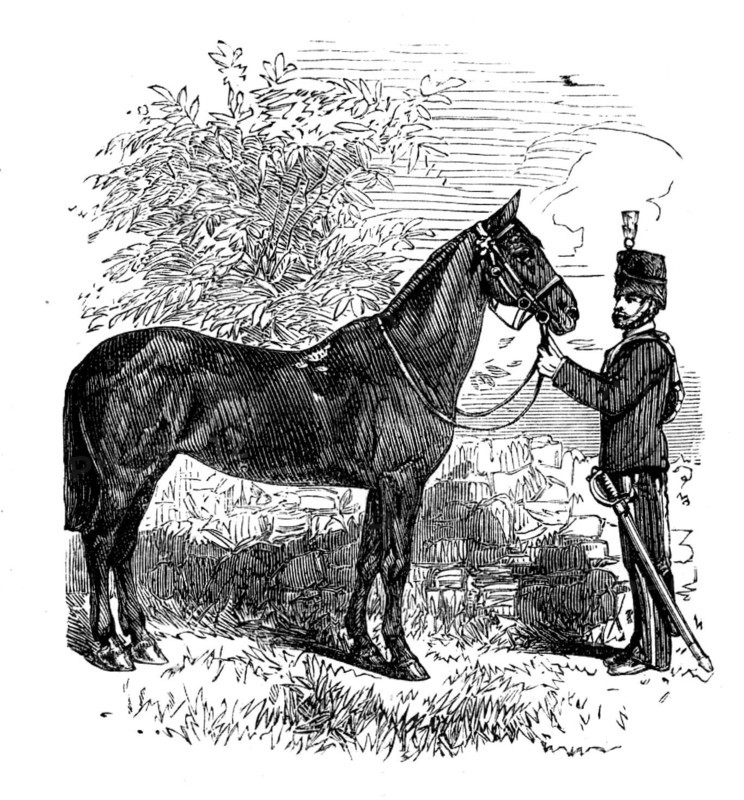 The Balaclava Mare, presented to Her Majesty, 1873. Creator: Unknown.