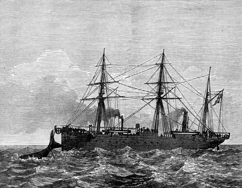 Wiring a whale by the Persian Gulf Submarine Telegraph Cable, 1873. Creator: Unknown.