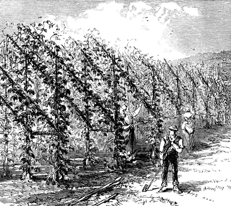 Hop-growing on the vinery principle, 1873. Creator: Unknown.