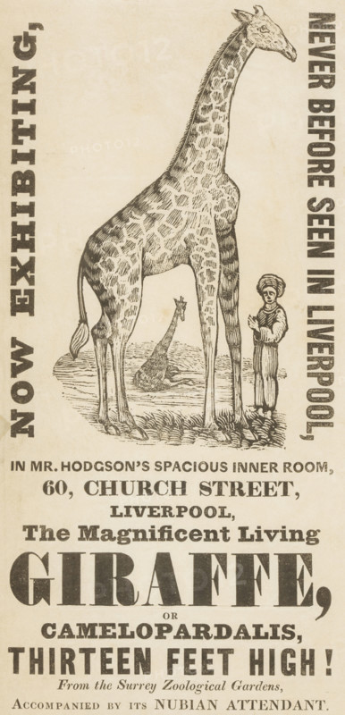 The Magnificent Living Giraffe, or Camelopardalis, Thirteen Feet High!, c1836. 'Now Exhibiting, Never Before Seen in Liverpool, in Mr. Hodgson's Spacious Inner Room, 60, Church Street, Liverpool'. The giraffe was on loan from the Surrey Zoological Gardens in London for the purpose of the exhibit.