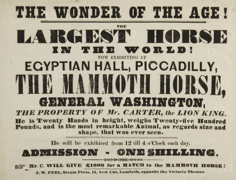The Wonder of the Age! The Largest Horse in the World, now exhibiting at Egyptian Hall, Piccadilly, 1846. 'The Mammoth Horse, General Washington, the Property of Mr Carter, the Lion King. He is Twenty Hands in height, weighs Twenty-five Hundred Pounds, and is the most remarkable Animal, as regards size and shape, that was ever seen'. Advertisement for an attraction at the Egyptian Hall in London which became known as "England's Home of Mystery" due to its association with magic and spiritualism. The 'Mammoth Horse', owned by a lion tamer called Carter, and was claimed to be the tallest horse in the world at that time, measuring 2 metres in height and weighing 1133 kilos.