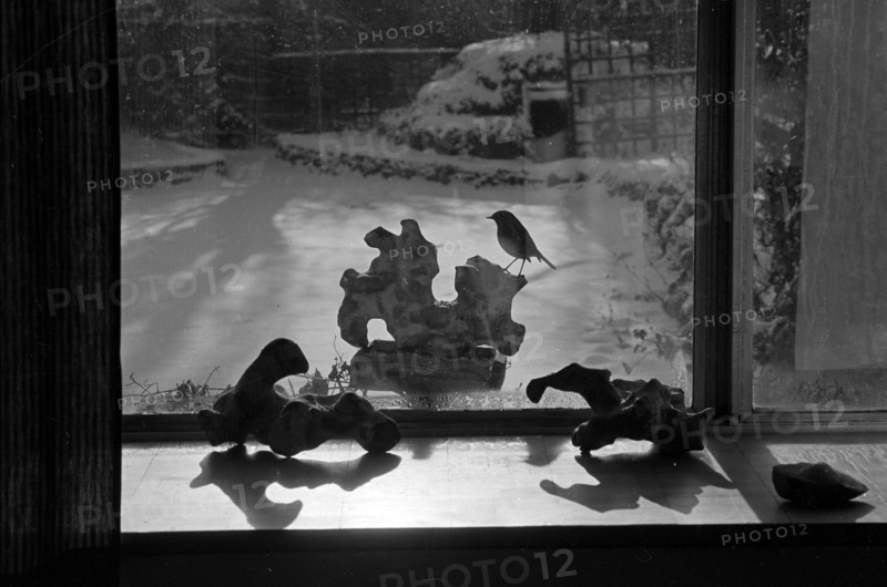 A view through the kitchen window towards a robin perched on sculptural bird table in the garden of the photographer John Gay, at 30 Cholmeley Crescent, Highgate, London, 1979-1983.