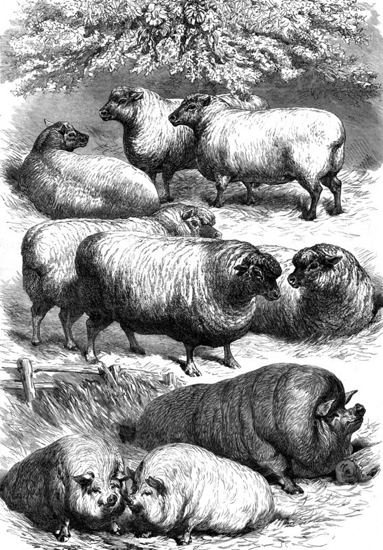 Smithfield Club Cattle Show: prize sheep and pigs, 1873. 'The show of sheep was the largest that has yet taken place, numbering 188 entries...[Among] those which appear in our Engraving, we first take the sheep that stand in the foreground. These are fat wethers of the Oxfordshire breed...from Woodstock bred and exhibited by the Duke of Marlborough, who won the first prize and the £20 cup, for the best in the Oxfordshire, Shropshire, and crossbred classes. Those at the top are the Southdown fat wethers of Lord Walsingham, from Thetford Hall, Norfolk, which took the first prize and silver cup in their class, and the champion plate of £50, as the best sheep in the whole show...With respect to pigs, the show was not so good as on some former occasions; but there were some very good. Two of a pen of three, under twelve months old, exhibited by his Royal Highness the Prince of Wales, are represented by our Artist; but the mass of wholesome fat pork in the rear is one of the black improved D...