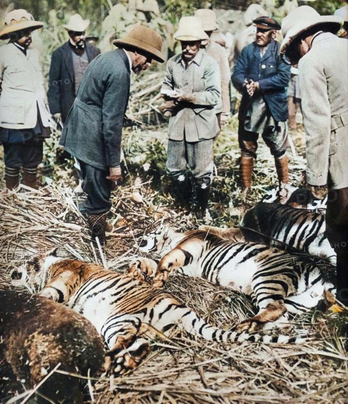 A royal bag of tigers, 1911 (1935). A scene from King George V's visit to India to attend the Delhi Durbar. From "King Emperor's Jubilee", by F. G. H. Salusbury [Daily Express Publications, London, 1935]. (Colorised black and white print).