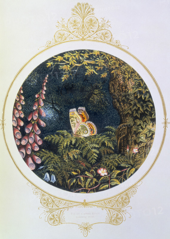'Till on a green fern's nodding crest', 1870. From "Fairy Mary's Dream", written and illustrated by AFL, (London, 1870).