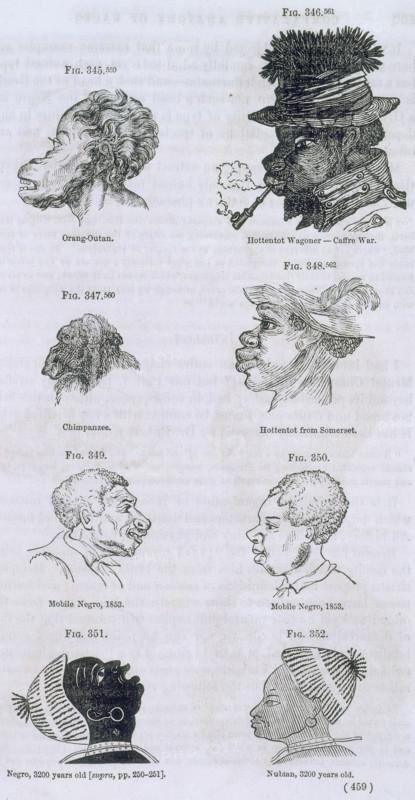 Head shapes of apes and humans, 1854. 'Orang-Outan; Hottentot Wagoner - Caffre War. Chimpanzee. Hottentot from Somerset. Mobile N*gro, 1853. Mobile N*gro, 1853. N*gro, 3200 years old. Nubian, 3200 years old'. A chart comparing the various head shapes of apes and Africans, insinuating that Black people were closer to apes than the more 'developed' Europeans. Such supposedly objective evidence was based on prejudice and a desire to prove an existing belief, rather than on scientific research.