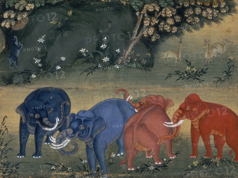 Elephants playing in the forest, 1850. The elephants are touching each other with their trunks. Antelope wander in the distance. In the top left an animal tries to reach another animal in the branches of a tree, possibly a leopard. From an elephant treatise, probably Thai in origin. Elephants were considered very important in Thailand and India. Not only were they valued for their strength, but the paler coloured elephants were kept by the Thai court in luxurious conditions, believing they would bring them wealth.