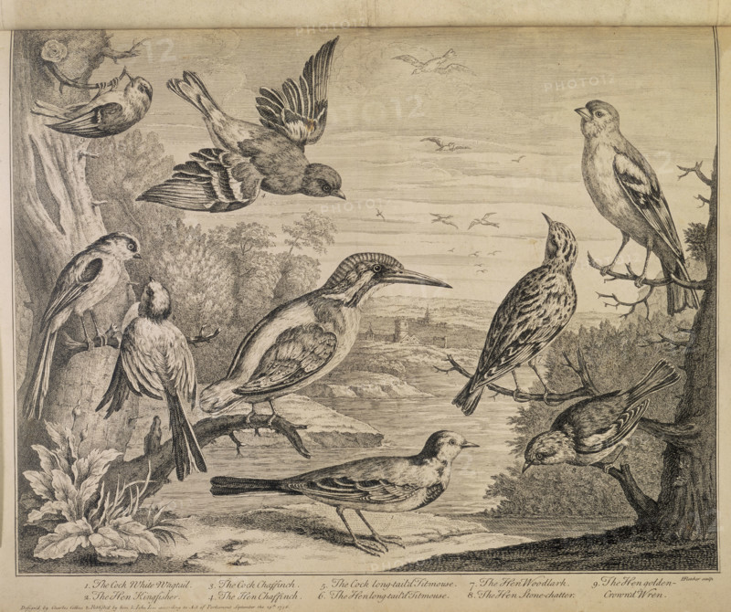 Various types of bird, 1726. '1. The Cock White Wagtail. 2. The Hen Kingfisher. 3. The Cock Chaffinch. 4. The Hen Chaffinch. 5. The Cock long-tail'd Titmouse. 6. The Hen long-tail'd Titmouse. 7. The Hen Woodlark. 8. The Hen Stone-chatter. 9. The Hen golden-crown'd Wren'.