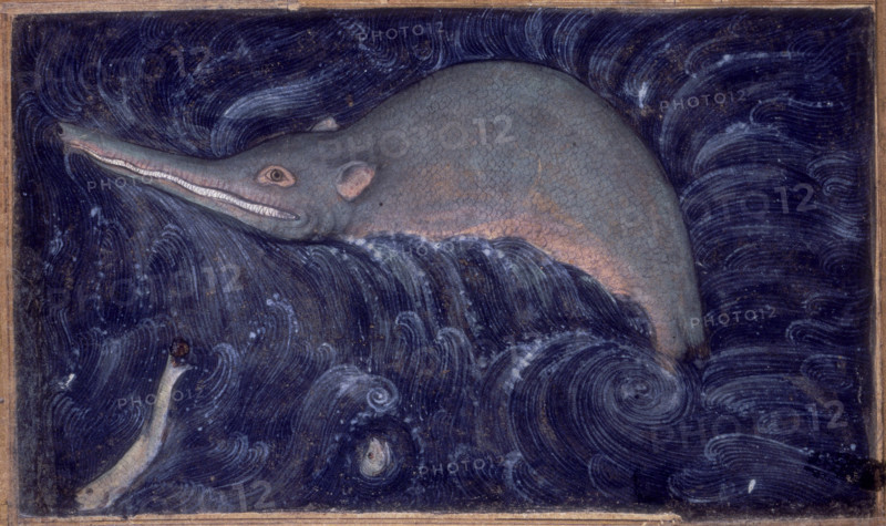 Ganges River Dolphin, 1590.