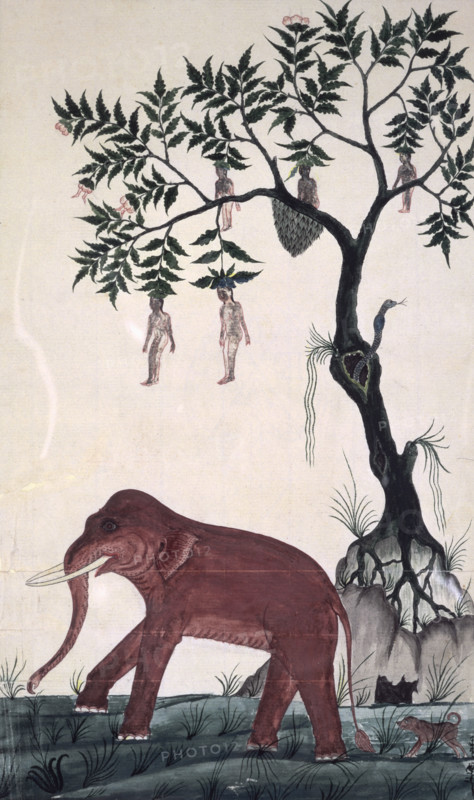 'Lady fruits' & elephant. c.1824. An elephant and naked women growing from a magic tree in the legendary Himavanta forest. From Captain Low's album, in Thai and English.