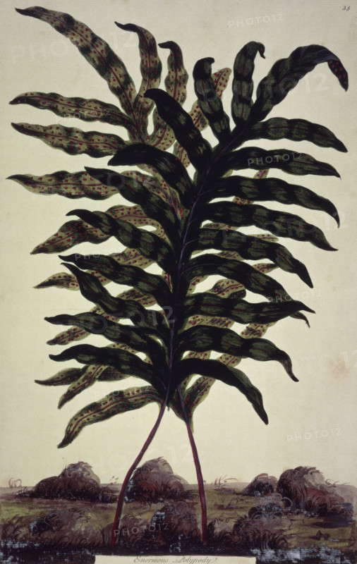 Enormous Polypody, c1759-c1772. Probably a depiction of Polypodium vulgare 'Whitley Giant', an evergreen or semi-evergreen fern, found throughout western Europe and North Africa. From "Exotic Botany illustrated, in thirty-five figures of curious and elegant plants: explaining the sexual system; and tending to give some new lights into the vegetable philosophy".