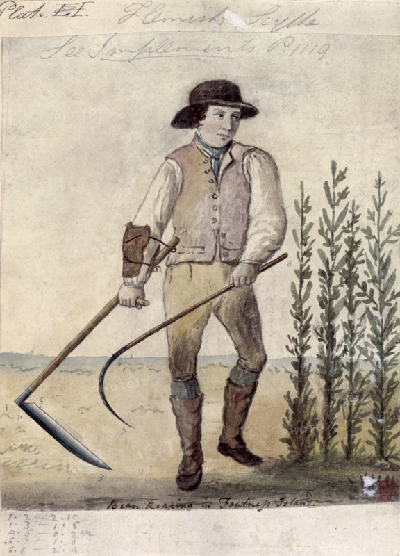 Farm worker using the Flemish scythe, c1808. 'Bean reaping in Foulness Island'.