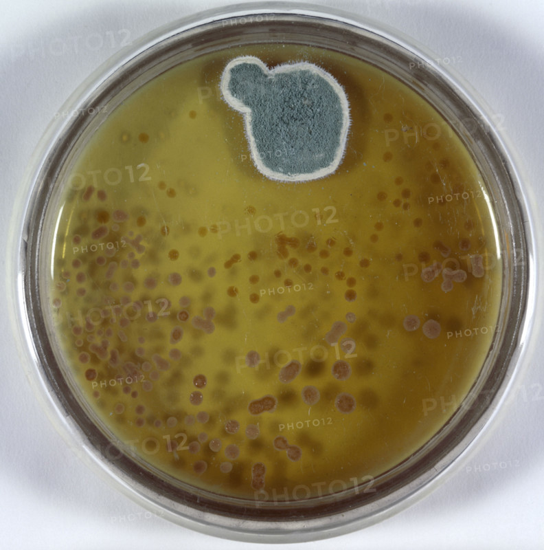 Model of culture dish and Penicillin mould. In 1928, while carrying out research into influenza, British microbiologist Alexander Fleming discovered that a green mould growing in a culture dish had killed the surrounding bacteria. This is a model of the original culture dish from Dr Alexander Fleming's papers. Fleming showed in laboratory experiments that this mould, Penicillin notatum, was effective against many disease-causing bacteria such as those responsible for gonorrhoea and meningitis. It was not until the Second World War that Fleming's work was fully exploited and a method for the industrial production of penicillin was developed by Sir Howard Florey.