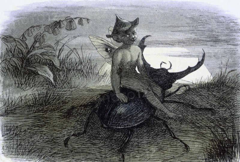 'Water lilies and water fairies of the period', c1869-c1870. 'The Fairy Queen's messenger'. A fairy sits on the back of a beetle. From "In Fairy land. A series of pictures from the elf-world by Richard Doyle. With a poem by W Allingham." (London, 1869-1870).