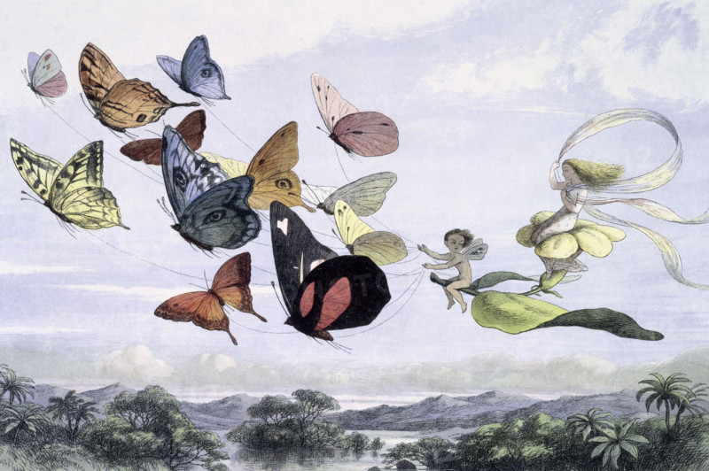 'Water lilies and water fairies of the period', c1869-c1870. The Fairy Queen takes an airy drive in a light carriage, drawn by thoroughbred butterflies. From "In Fairy land. A series of pictures from the elf-world by Richard Doyle. With a poem by W Allingham." (London, 1869-1870).