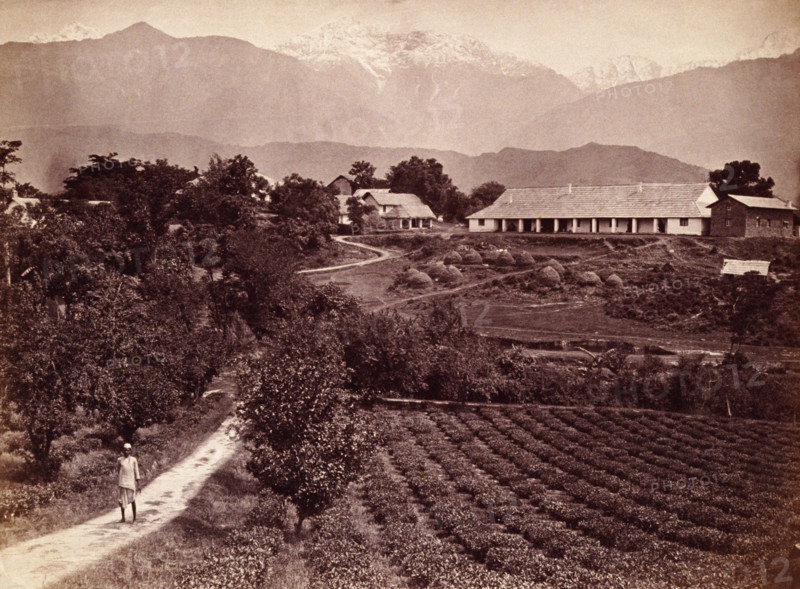 Baijnath tea factory, 1860s. Bungalow and tea gardens on the Baijnath Tea Estate, Kangra Valley, Punjab, India. In the background are the Himalayas.