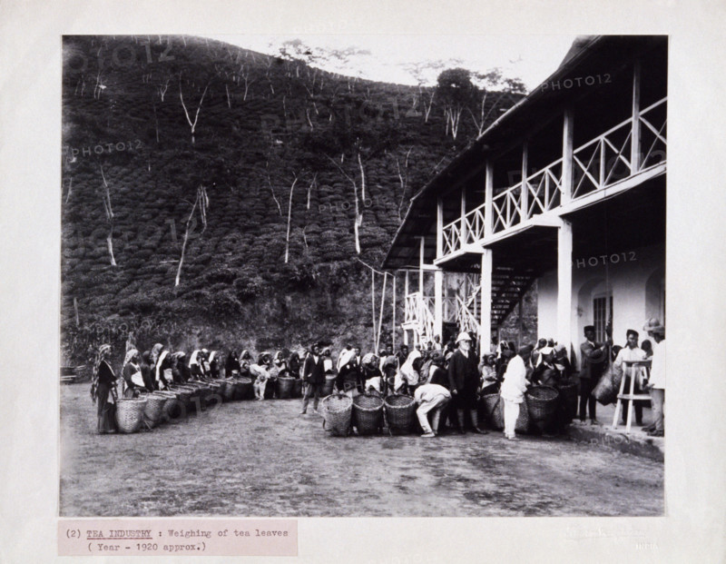 Weighing of tea leaves at a tea plantation, c1920. Women pickers wait with their baskets, as a European in a pith helmet oversees the tea being weighed.