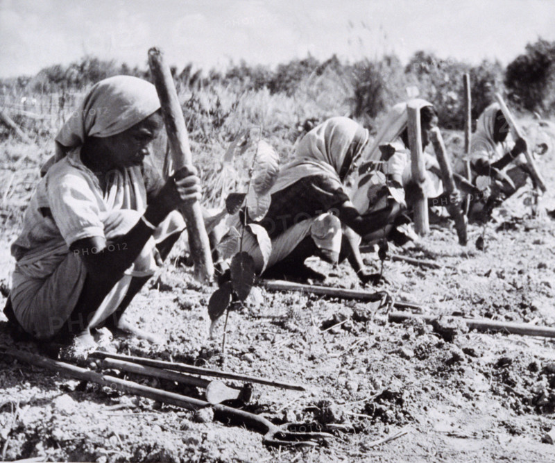 Planting out young tea bushes, Assam, 1950s-60s.