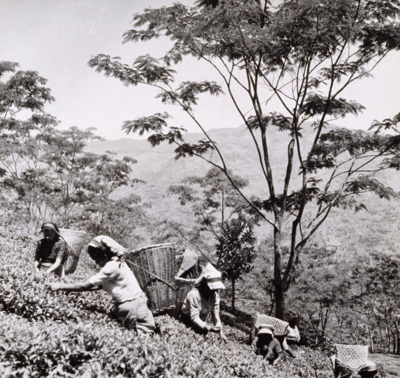 Tea pickers, Tista Valley Tea Gardens, Darjeeling District, India, 1950s-60s.
