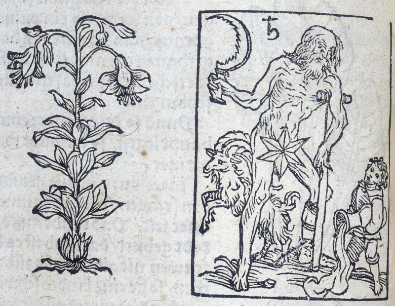 The lily and Saturn, 13th century. Saturn rules both Capricorn and Aquarius in classical astrology, hence the goat and water carrier depicted with him. Saturn also governs old age and infirmity, therefore he is depicted as an old man leaning on a crutch. He also holds a sickle, which is perhaps a reference to death and the grim reaper. From a printed edition of "Naturalia" by Albertus Magnus, showing plants which embodied planetary influences.