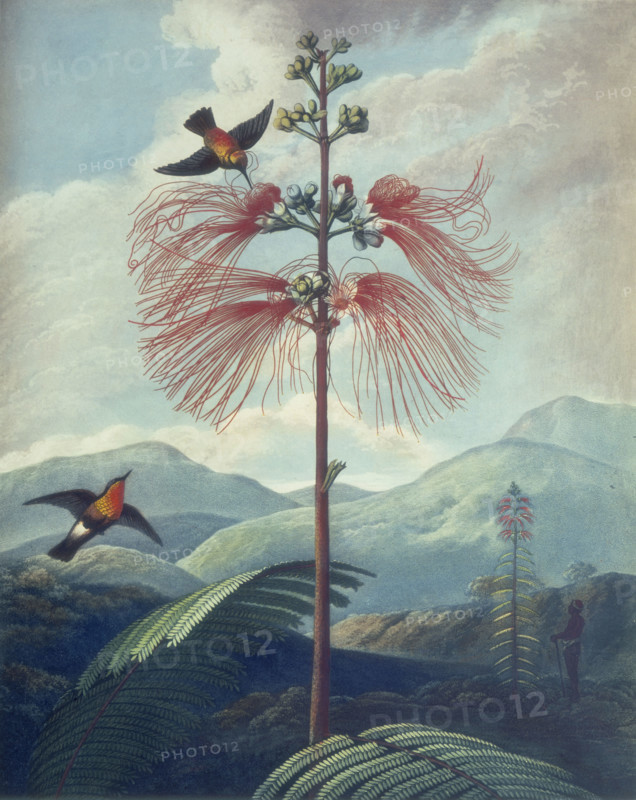 Large Flowering Sensitive Plant: Mimosa grandiflora, 1807. Tropical plant with hummingbirds. From "New illustration of the Sexual System of Carolus von Linnaeus: comprehending an elucidation of the several parts of the fructification; a prize dissertation on the sexes of plants; a full explanation of the classes, and orders, of the sexual system; and the Temple of Flora, or Garden of nature, being picturesque, botanical, coloured plates, of select plants, illustrative of the same, with descriptions".