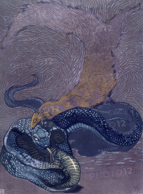 Rikki Tikki Tavi biting a snake; scene from "The Jungle Book", 1919. From a French translation of "The Jungle Book" by Rudyard Kipling.