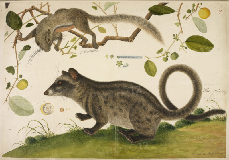 Squirrel, unidentified, (Callosciurus?), and a Common Palm Civet (Paradoxuvus?), c1800. Inscribed 'Masang' and Moosang and fruit' .From the "History of Sumatra".