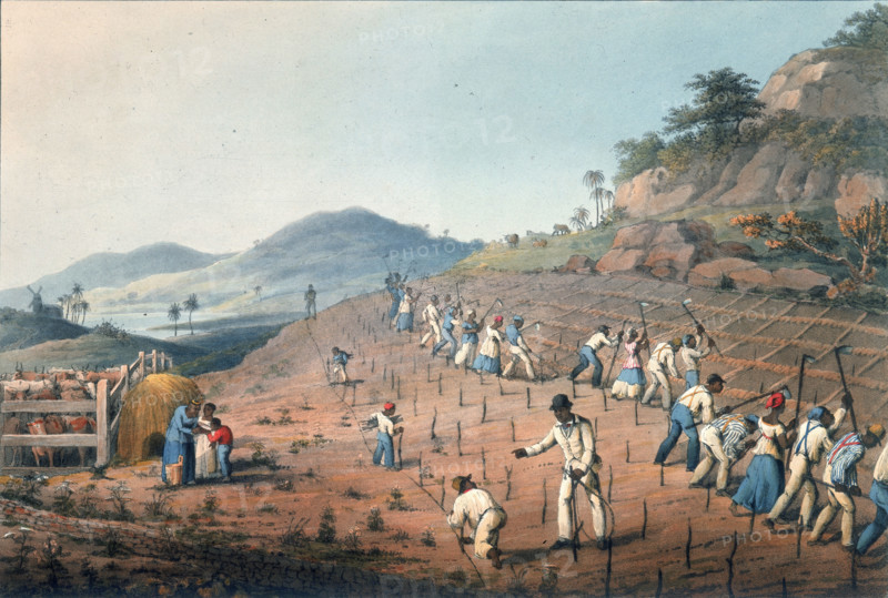 Digging the cane holes, 1823. Set in a tropical landscape, African slaves plant and till land on a plantation. Cattle are fenced within a pen on the left and a windmill is shown in the distance. From "Ten Views in the Island of Antigua, in which are represented the process of sugar making, and the employment of the negroes ... From drawings made by W Clark, etc" written and illustrated by William Clark. (London, 1823).