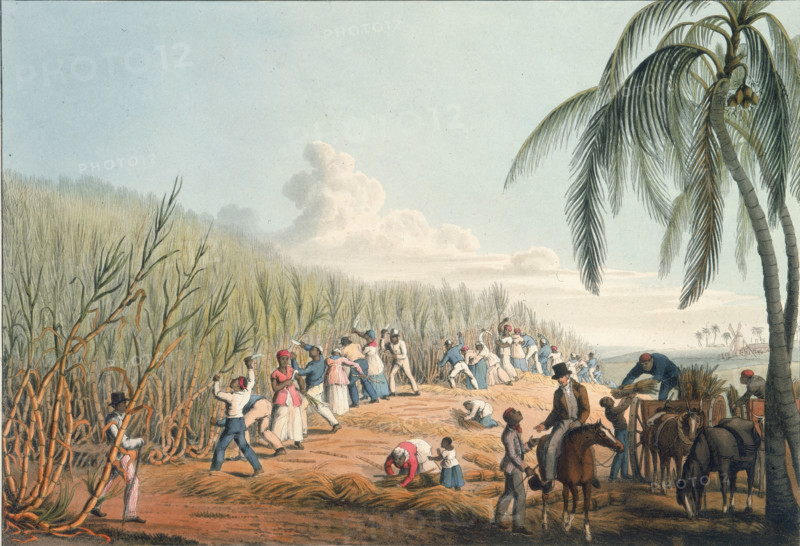 Slaves cutting the sugar cane, Antigua, 1823. African slaves cutting sugar cane on a plantation, supervised by a colonial on horseback. From "Ten Views in the Island of Antigua, in which are represented the process of sugar making, and the employment of the negroes ... From drawings made by W Clark, etc" written and illustrated by William Clark. (London, 1823).