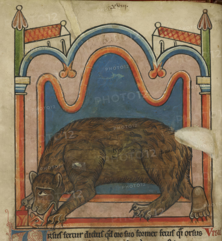 Bear licking a cub into shape, c1230s. From Bestiary, with extracts from Giraldus Cambrensis on Irish birds.