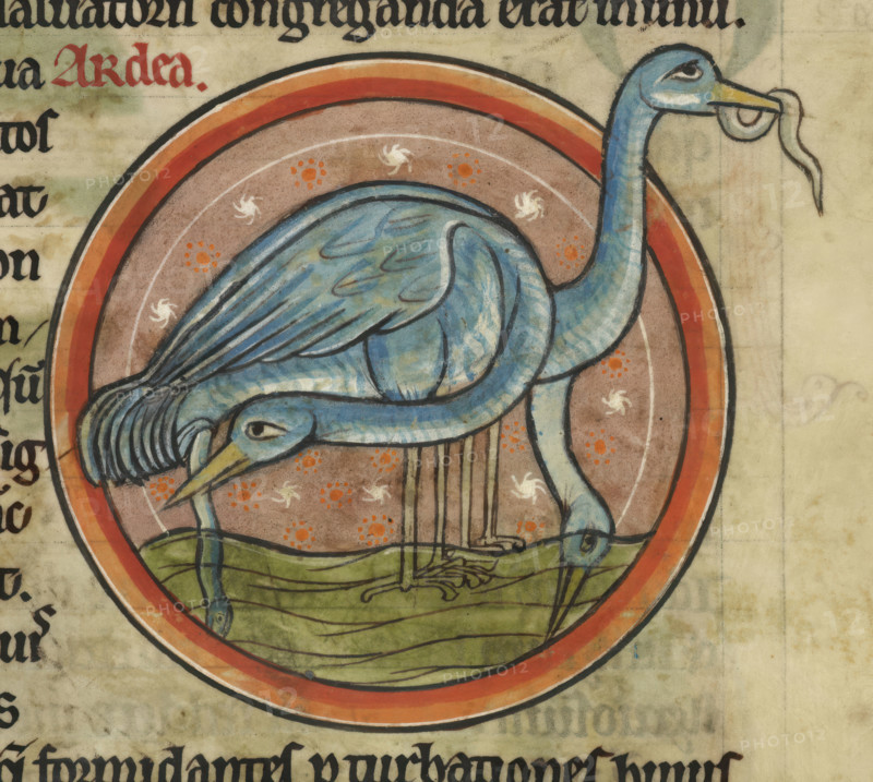 A heron on the water. A wading water bird with long neck and beak, c1230s. From Bestiary, with extracts from Giraldus Cambrensis on Irish birds.