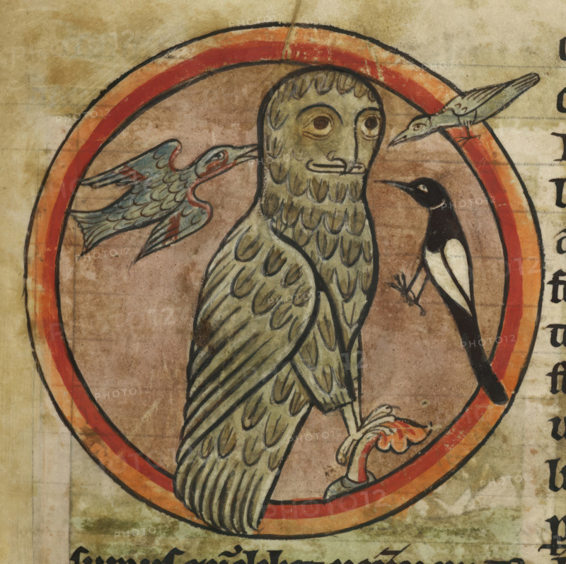 Owl mobbed by smaller birds, 1230-1240. From Bestiary.