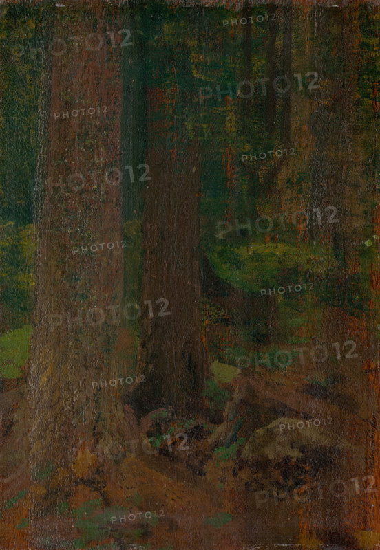 Forest study, 1890-1910.