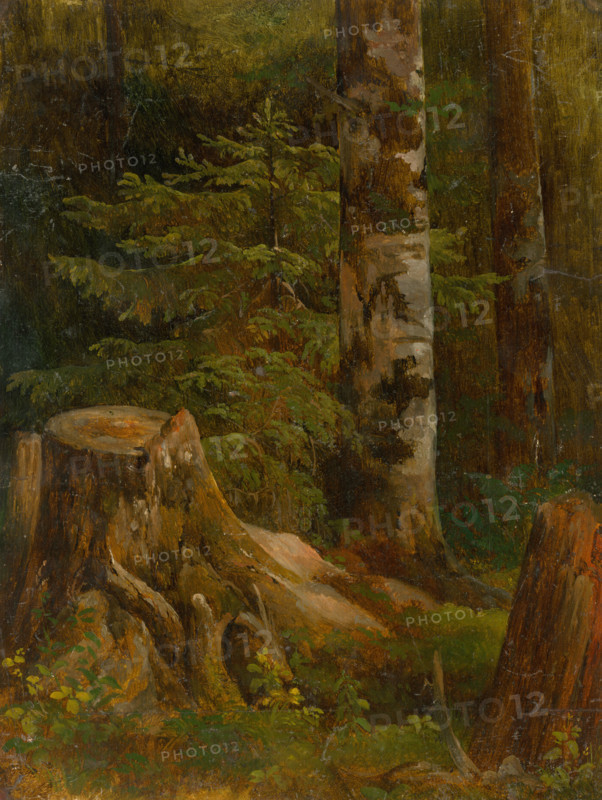 Coniferous woods, interior, 1860-1890.