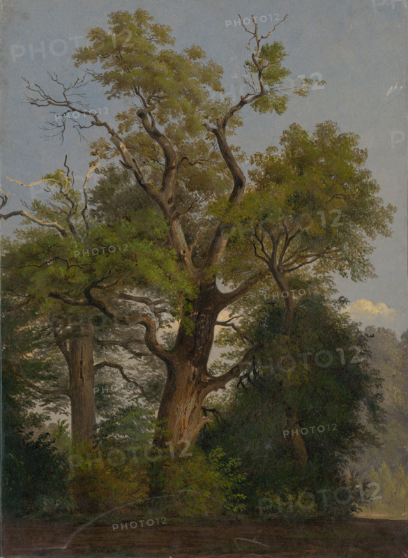 Trees, 1860-1890.