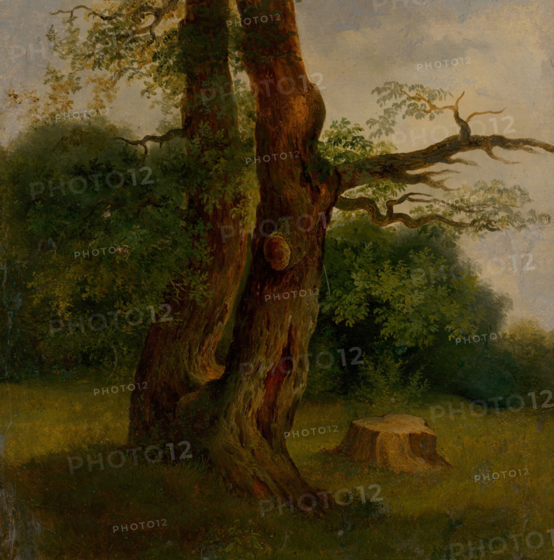 Study of a tree in leaf, 1860-1870.