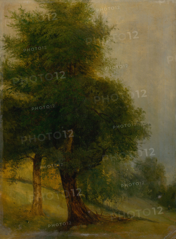Trees on a slope, 1870-1880.