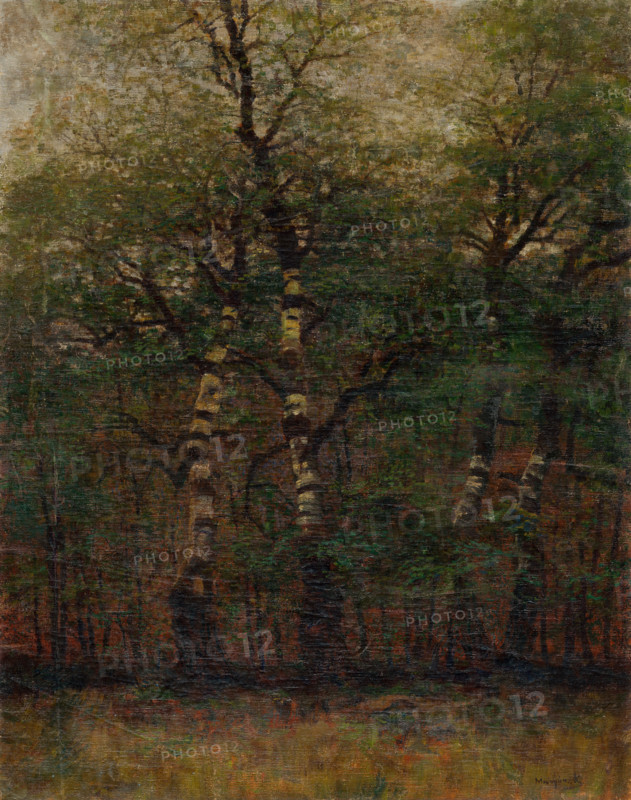 Inside of Birch Forest, 1900-1910.