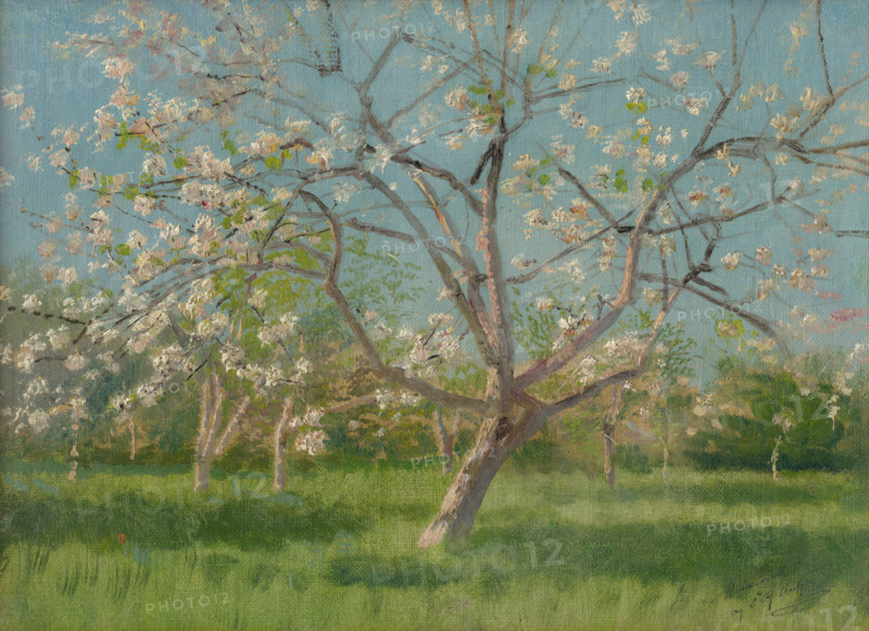 Study of Blooming Trees in an Orchard, around 1900.