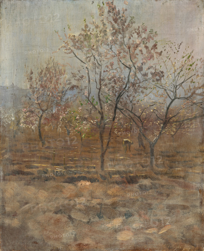 Trees in Blossom, 1890-1895.