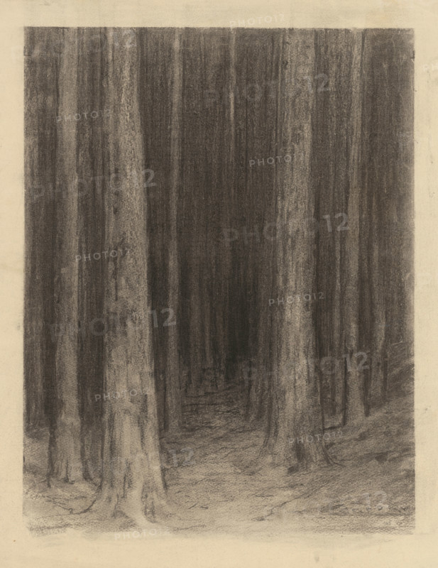 Forest twilight, around 1930.
