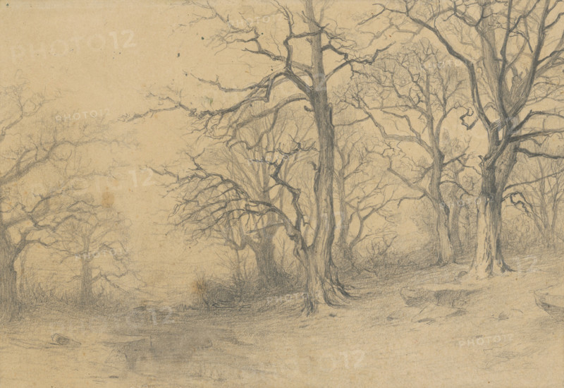 Study of trees, 1897.