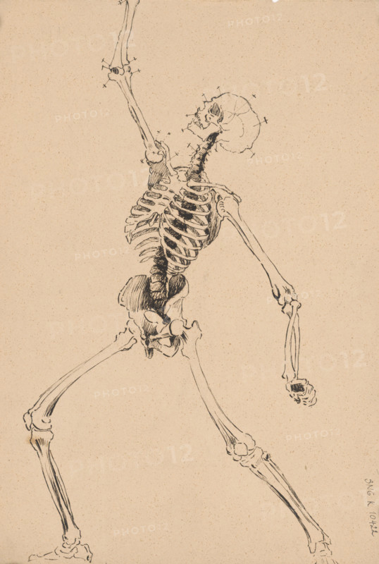 Study of a human skeleton, 1880-1904.